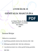 Genitalia Masculine