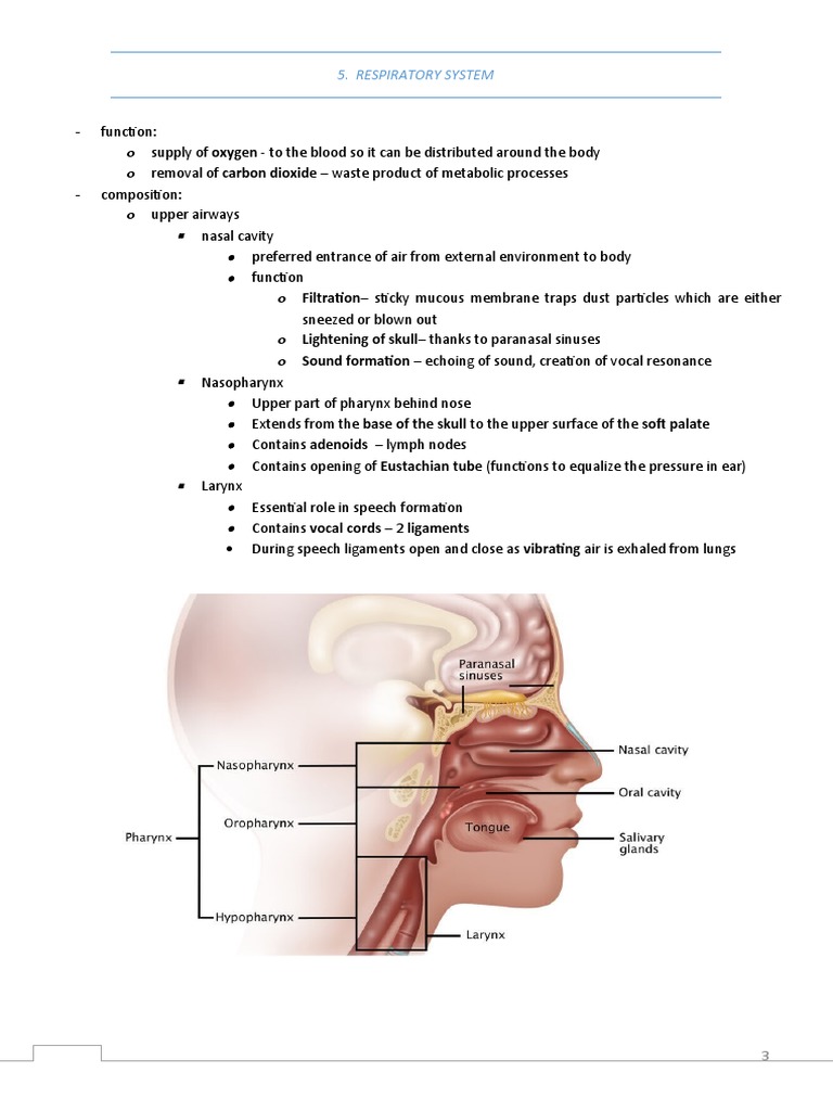 Respiratory System Overview and Notes | PDF | Respiratory Tract | Lung