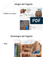 Histología del hígado