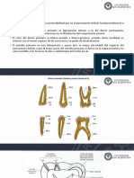 Anatomía de Piezas Temporales y Arcos Dentarios 2021-24-56