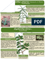 18-Poster-formation-Madagascar-Phyllanthus-amarus-et-Euphorbia-hirta-JdM