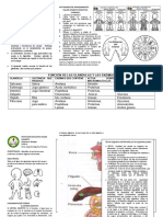 Aparato Digestivo Humano Guia 6