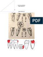 Protocolo endodontico                                                                                                                               Ã_rgano dentario 47