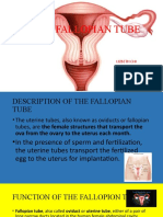 The Fallopian Tube: Lizbeth Chi A-4 Biology