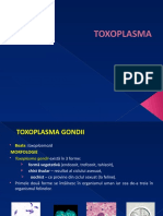 3b. Curs Toxoplasma
