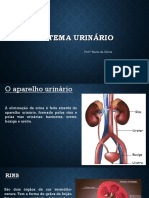 Sistema urinário PDF (1)