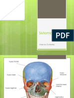 Sistema Óseo