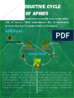 Sexual and Asexual Reproduction of Aphids