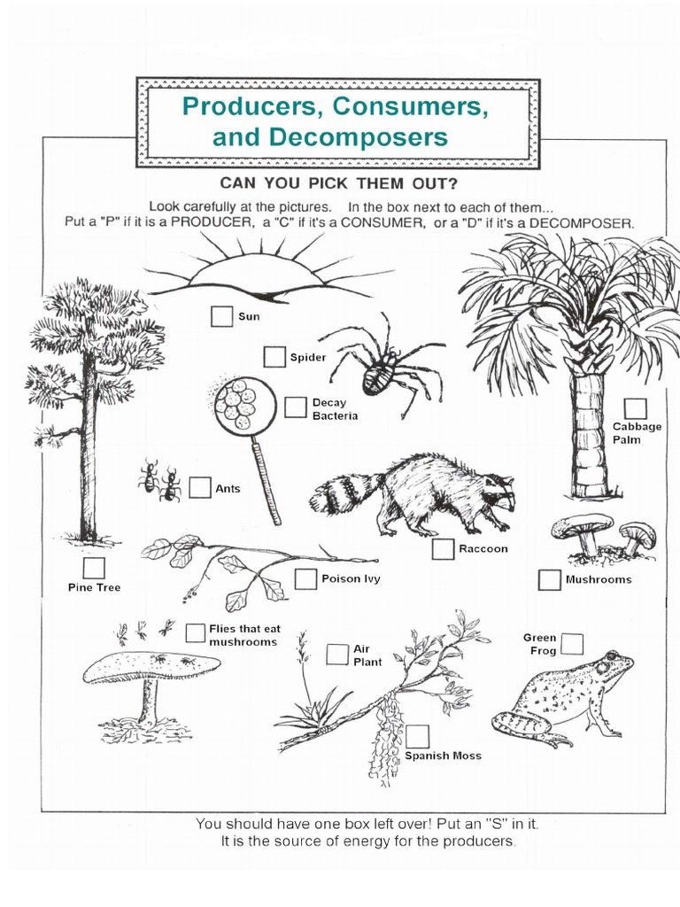 Producers - Consumers - Decomposers Worksheet  PDF With Regard To Producer Consumer Decomposer Worksheet