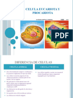 Diferencias entre célula eucariota y procariota