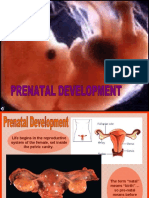 3 Prenatal Development