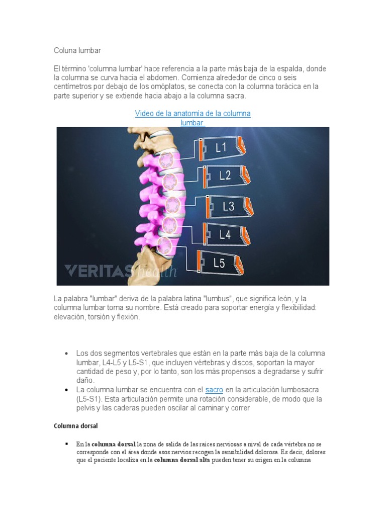 Anatomía y problemas de la columna lumbar | PDF | La columna vertebral ...