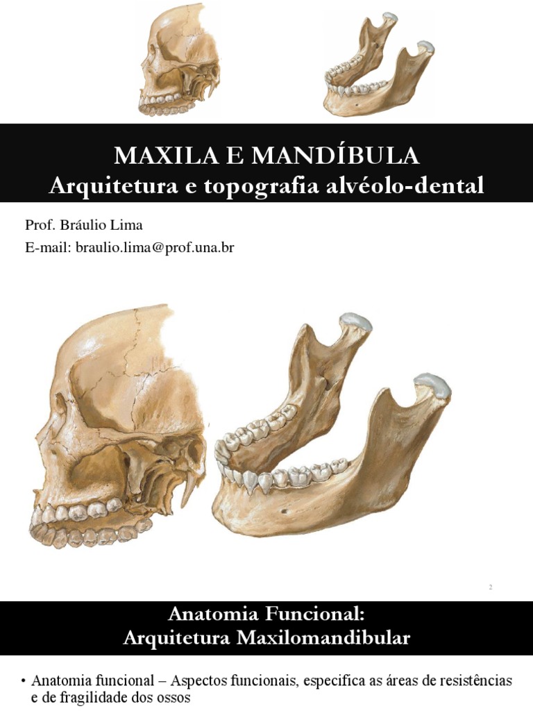 Mandíbula: Anatomia, estruturas e fraturas