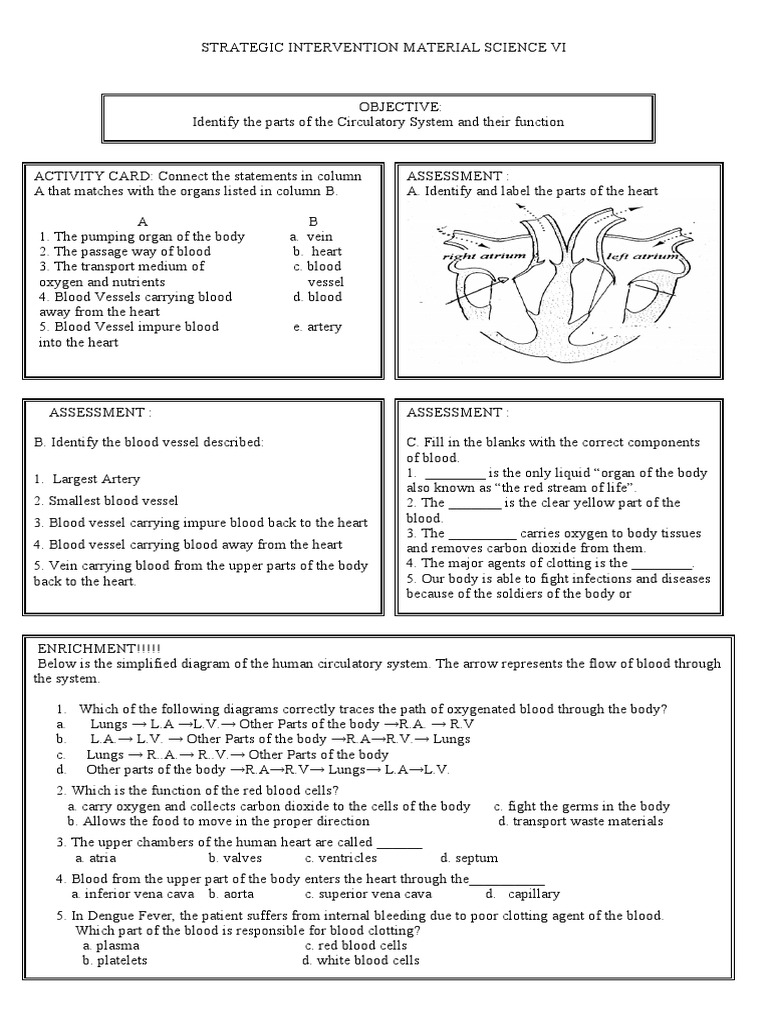 Grade 6 Circulatory System Worksheet | PDF | Heart | Blood