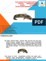 PEMATANGAN GONAD IKAN GABUS BETINA (Channa Striata) Kelompok 8