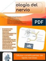 3.3 Fisiología del nervio