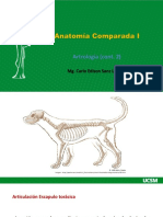 Anatomía Comparada I Clase 8 2021 UCSM