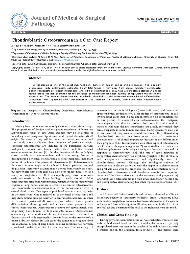 Chondroblastic Osteosarcoma in A Cat Case Report | PDF | Sarcoma | Cancer