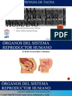 Sistema Reproductor Humano - Biologia General