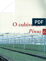 06 O Cultivo Do Pinus
