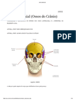 Esqueleto Axial (Ossos Do Crânio)