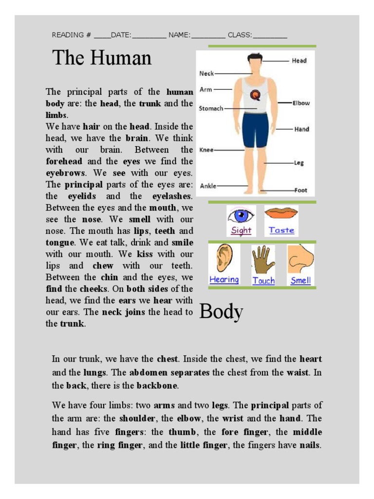 The Human Body Reading Comprehension PDF