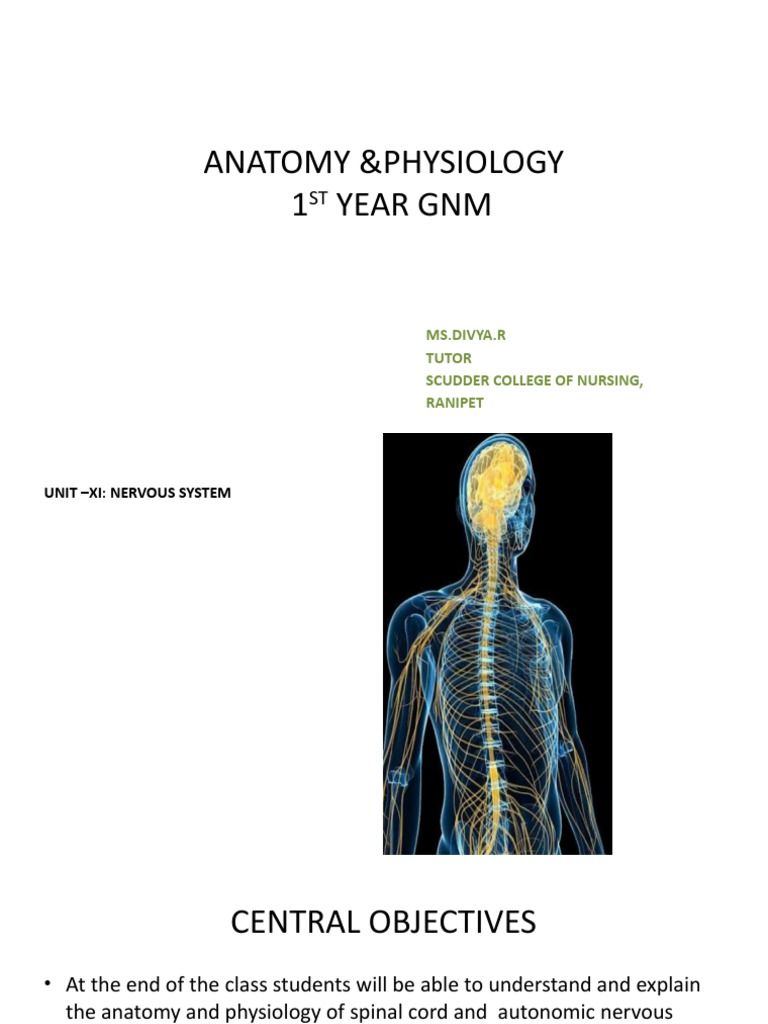 Spinal Cord Anatomy and Physiology Notes | PDF | Autonomic Nervous ...