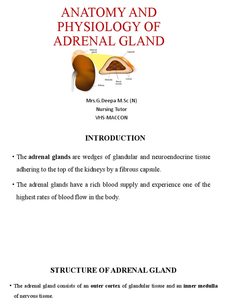 Anatomy and Physiology of Adrenal Gland | PDF | Adrenal Gland ...