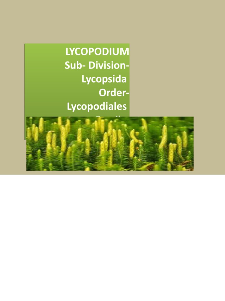 Characteristics of Lycopsida and Lycopodium | PDF | Leaf | Spore