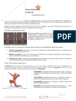 Sistema muscular: estructura, tipos y funciones