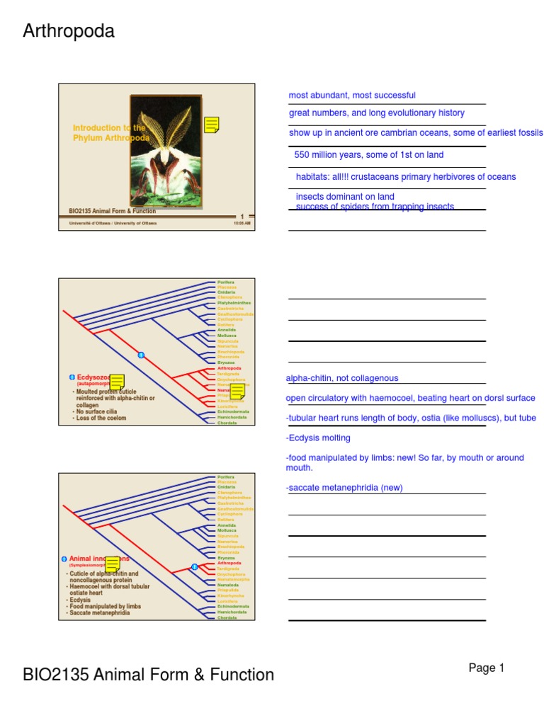 Arthropoda: BIO2135 Animal Form & Function | PDF | Crustacean | Visual ...