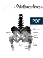 Musculos Pelvitrocantereos