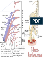 Plexo Lumbrasacro