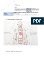 The Diagram Represents The Circulatory System