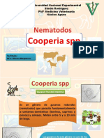 Cooperia SPP