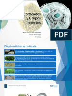 Mcriales U4 Corticata Compressed