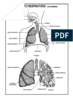 Aparato Respiratorio