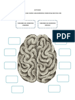 Funciones de los hemisferios cerebrales