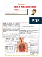 Resumen Del Aparato Respiratorio