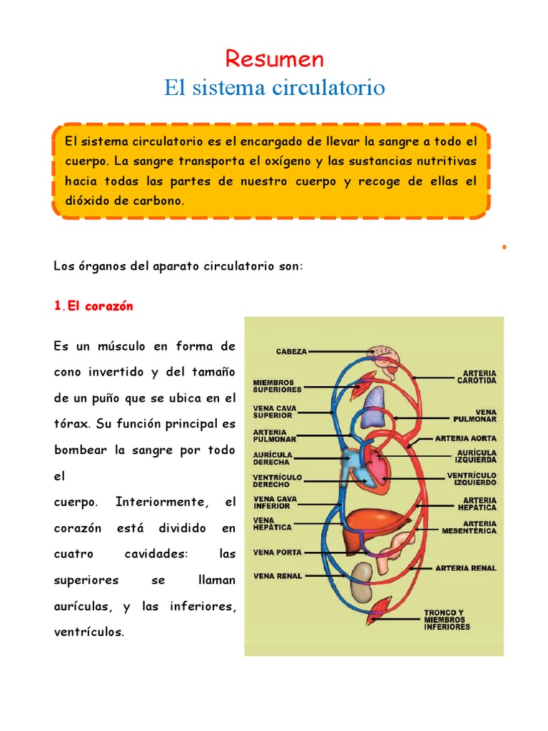 Sistema Circulatorio para Niños de 2º Grado | PDF | Sistema ...