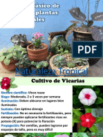 Manual Basico Cultivo Ornamentales
