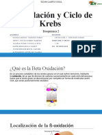 β-Oxidación y Ciclo de Krebs