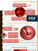 Sexto, Septimo y Octavo Mes de Gestación