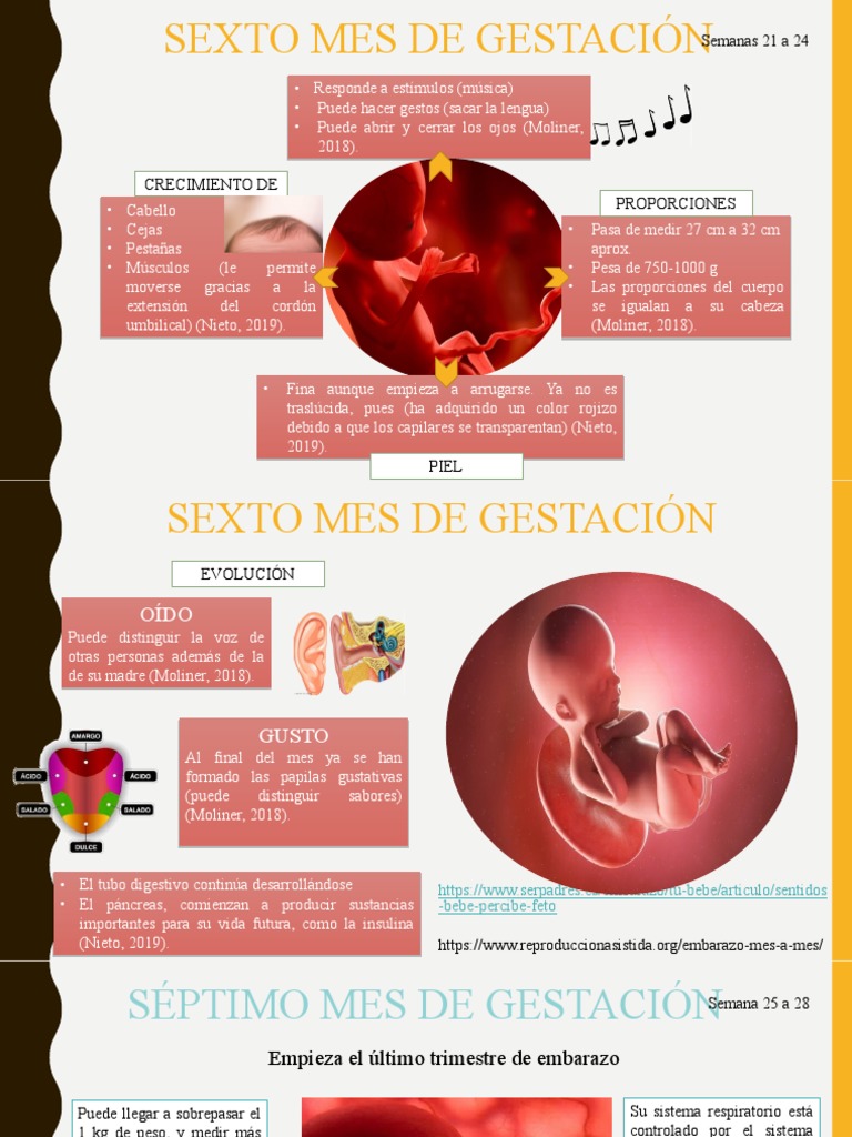 Sexto, Septimo y Octavo Mes de Gestación PDF El embarazo Parto