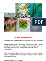 05 Algae