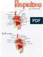 GuiaRespiraAnatomiaViasAereasPulmones