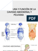 Cavidad Abdominal