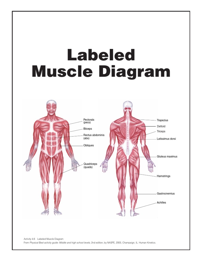 Labeled Muscle Diagram for Students | PDF