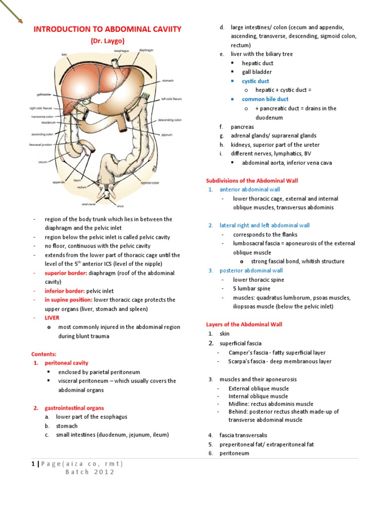Overview of Abdominal Anatomy | PDF | Abdomen | Anatomy