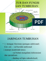 Jaringan Tumbuhan